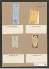 Pleurosigma strigile W.Sm. (de-Toni-Nr.: Genus 13, Species 1082) Zeichnungen Sammlung Grunow Nr. 1980 (NHMW-BOT-W0369129)
